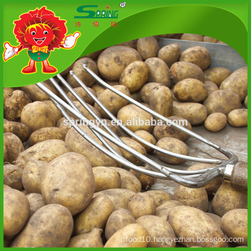 No rotten cheap fresh yellow potatoes farm sell potatoes